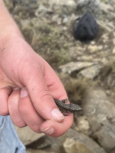 Alpine Meadow Lizard, Adolfus alleni