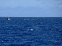 Hyperoodon ampullatus