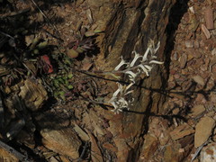 Haworthia herbacea