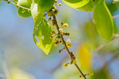 Acacia simplex, photograph (c) WATANABE Hitoshi 渡辺仁, some rights reserved (CC BY)