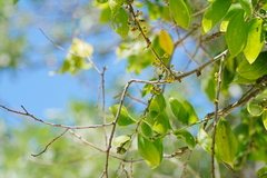 Acacia simplex, photograph (c) WATANABE Hitoshi 渡辺仁, some rights reserved (CC BY)