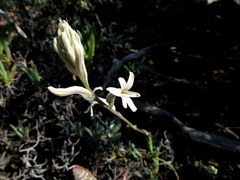 Haworthia herbacea