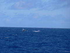 Hyperoodon ampullatus