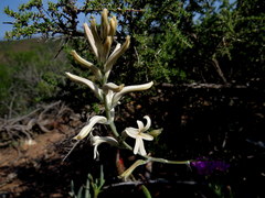 Haworthia herbacea