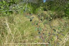 Euphorbia garberi