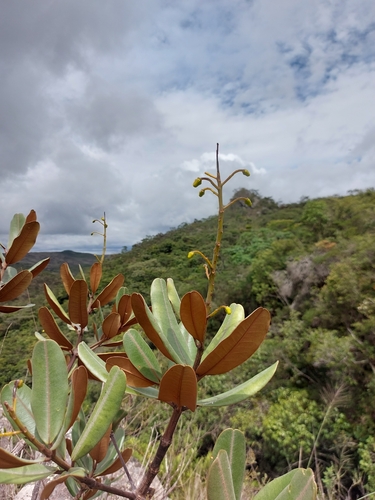 Vochysia discolor (Vochysia discolor)