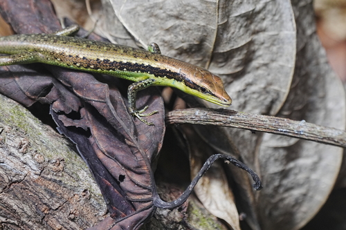 Emoia cyanogaster observed 2025-12-21
