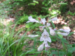 Penstemon laevigatus