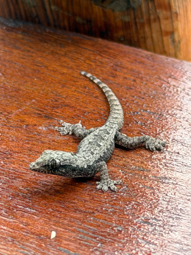 Hemidactylus platyurus