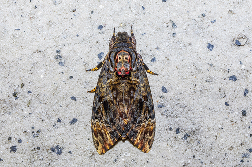 Acherontia lachesis Fabricius, 1798