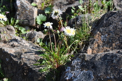Taraxacum byrrangicum