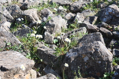 Taraxacum byrrangicum