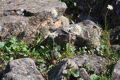 Taraxacum byrrangicum