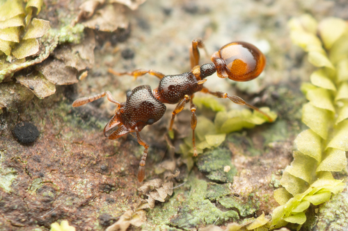 Mesostruma browni