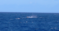 Hyperoodon ampullatus