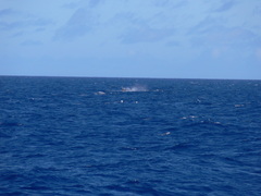 Hyperoodon ampullatus