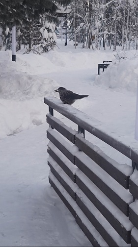 Northern Nutcracker