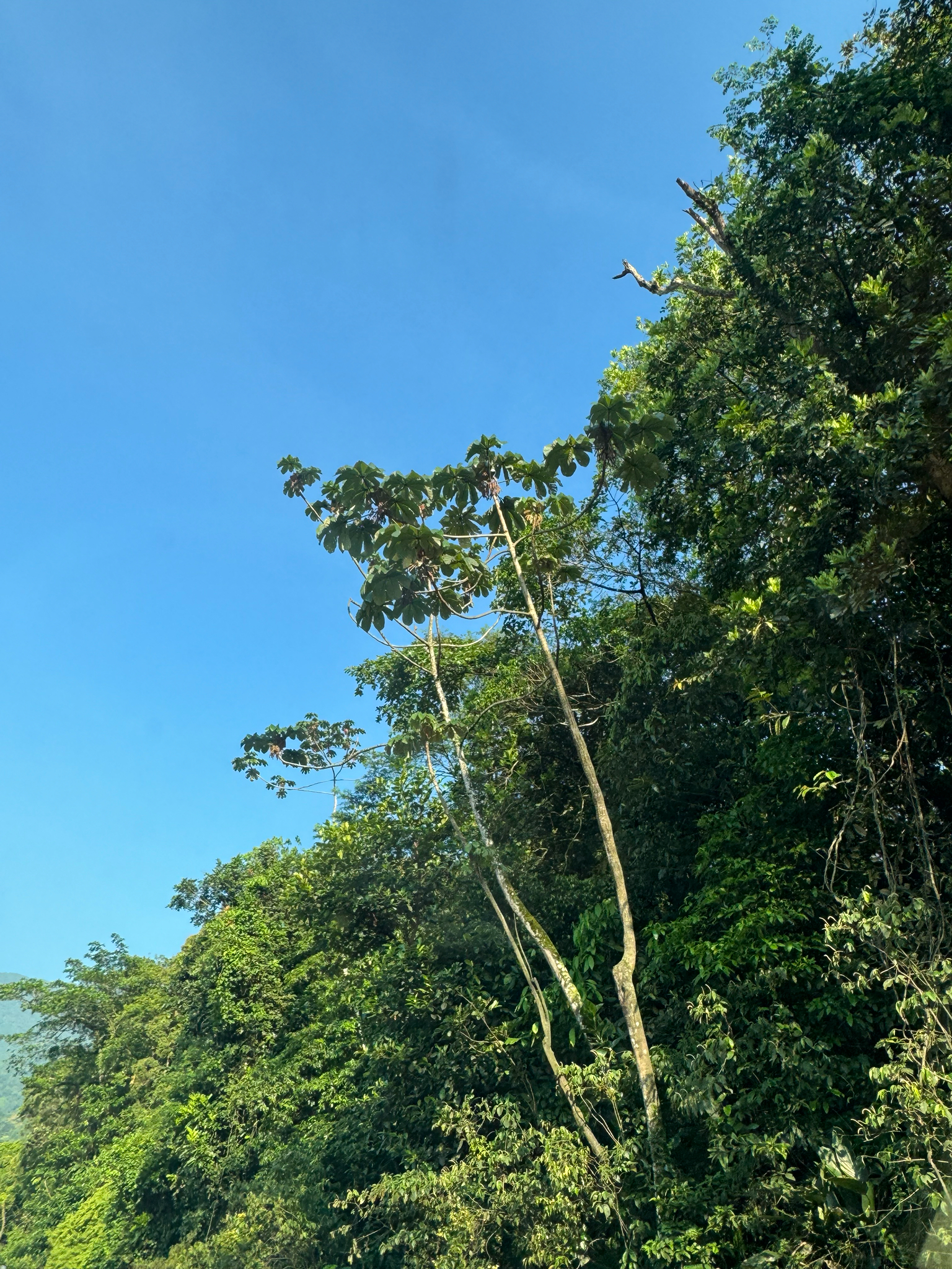 Cecropia glaziovii