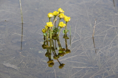 Caltha serotina