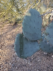 Opuntia discata