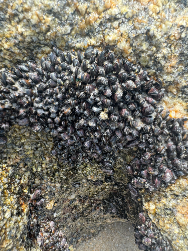 Mytilaster solisianus