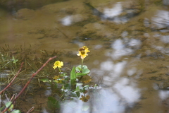 Caltha serotina