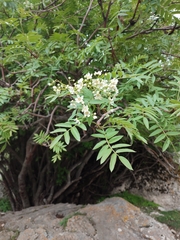 Sorbus tianschanica