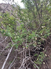 Sorbus tianschanica, photograph author not stated, no rights reserved