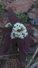 Spermacoce guimaraesensis