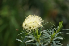 Xanthostemon verticillatus