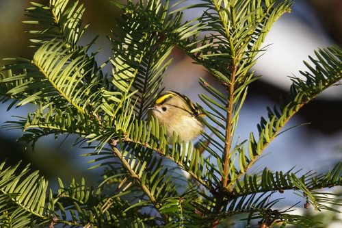 Reyezuelo sencillo (Regulus regulus)