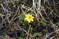Caltha violacea