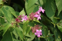 Suessenguthia multisetosa