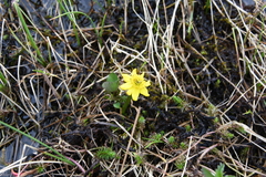 Caltha violacea