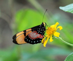 Acraea anemosa