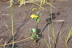 Caltha violacea