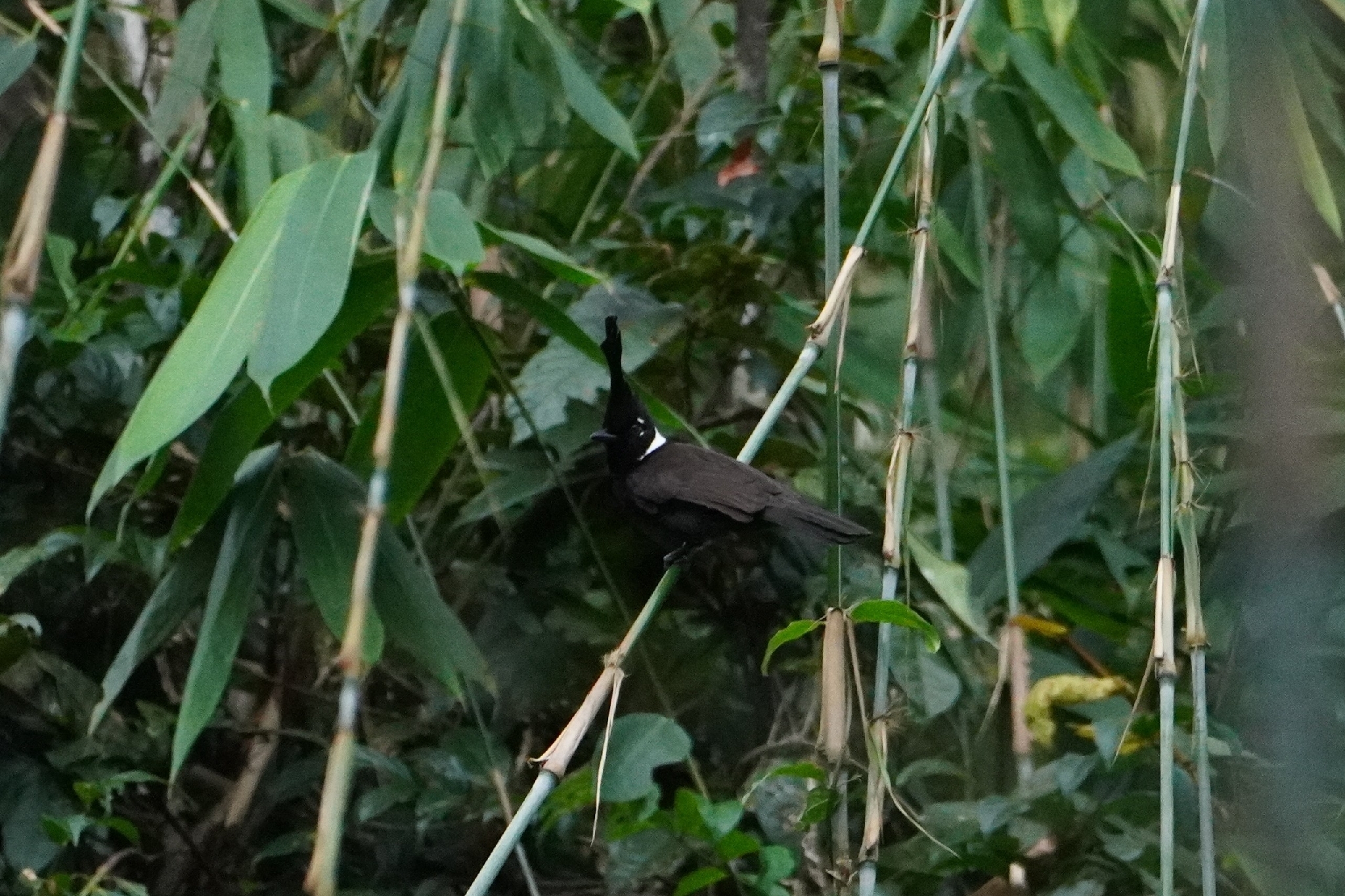 Crested Jayshrike (Platylophus galericulatus), photo 1
