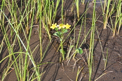 Caltha violacea