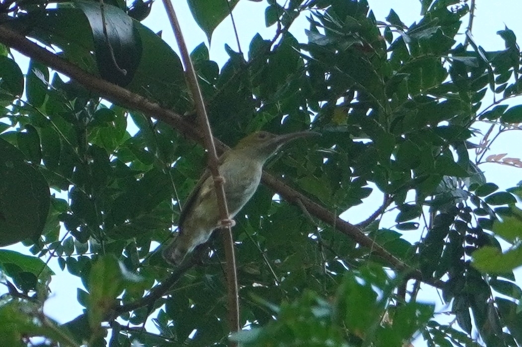 Grey-breasted Spiderhunter (Arachnothera modesta), photo 1