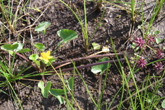 Caltha violacea