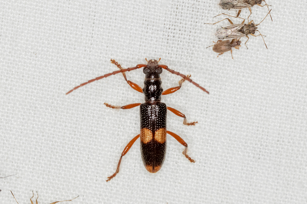 Atesta thorntoni