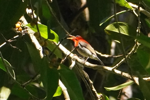 Crimson Sunbird (Aethopyga siparaja), photo 2