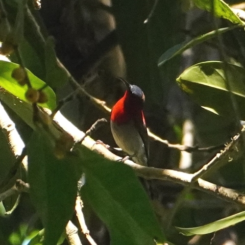 Crimson Sunbird (Aethopyga siparaja), photo 8