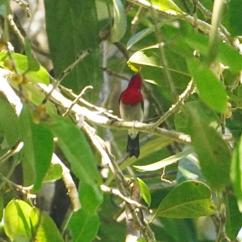 Crimson Sunbird (Aethopyga siparaja), photo 9