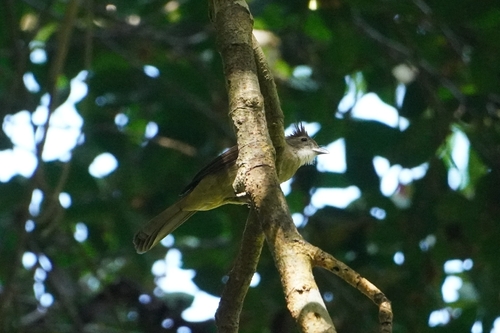 Ochraceous Bulbul (Alophoixus ochraceus)