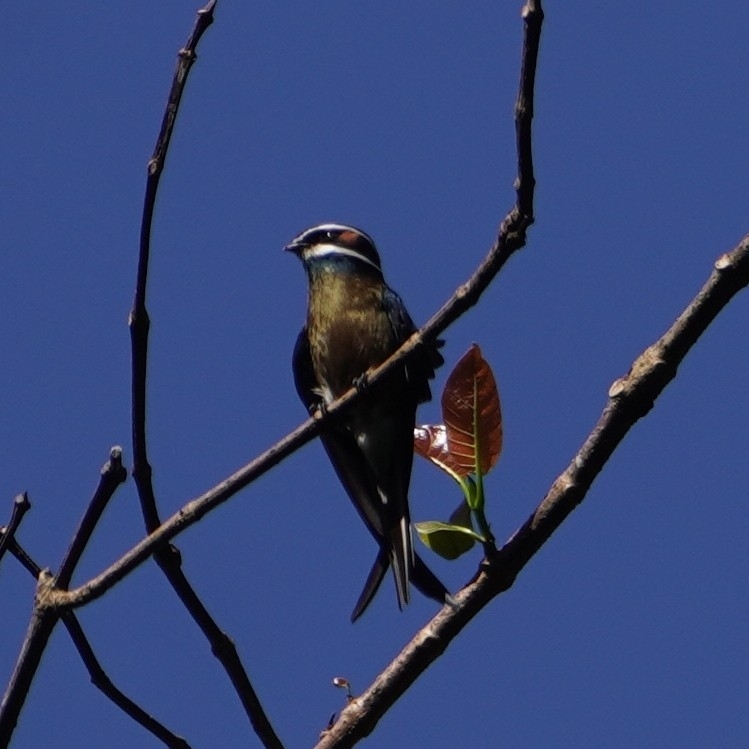 Whiskered Treeswift (Hemiprocne comata), photo 1