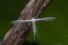 Pterophorus lacteipennis