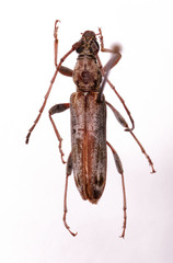 Graciliderolus parvus