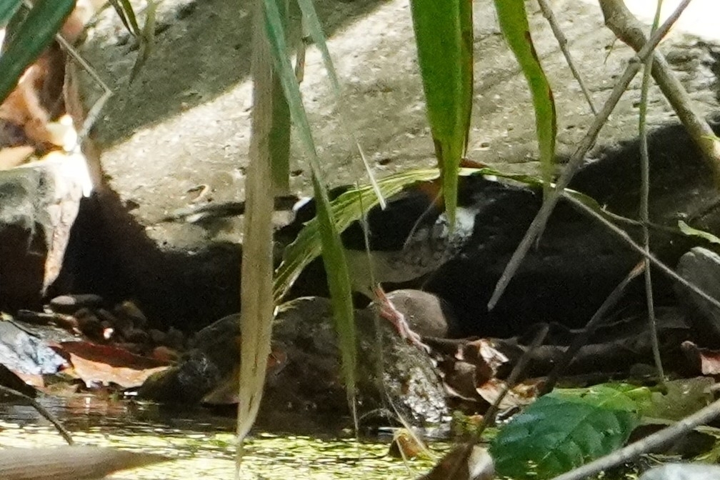 Chestnut-naped Forktail (Enicurus ruficapillus), photo 2
