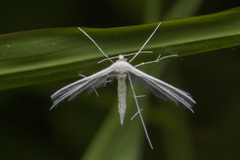 Pterophorus lacteipennis